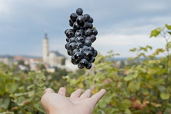 – kutnohorskokolinsko.cz